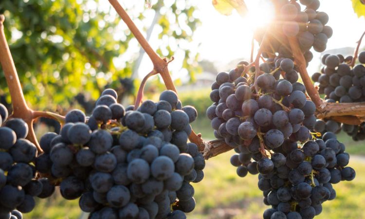 Saiba tudo sobre as regiões vinícolas portuguesas